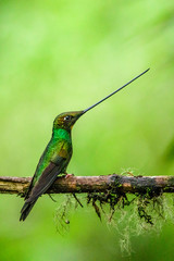 Hummingbird(Trochilidae)Flying gems ecuador costa rica panama