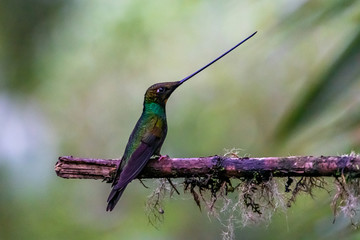 Hummingbird(Trochilidae)Flying gems ecuador costa rica panama