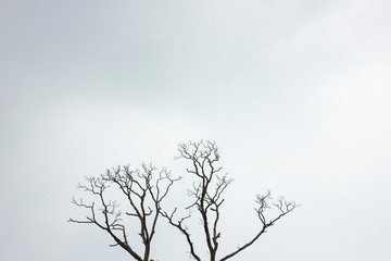 Fototapeta na wymiar silhouette of tree on a blue background