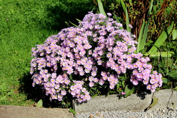 European Michaelmas daisy or Aster amellus perennial herbaceous plants with dense open blooming...
