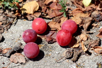 Five ripe dark red plumes fallen to concrete sidewalk surrounded with dried brown shriveled leaves in local public park on warm sunny summer day