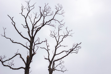 silhouette of tree on a blue background