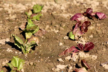 Green and dark red leaf Lettuce or Lactuca sativa annual organic plants planted in two rows in local home garden surrounded with wet soil on warm sunny autumn day