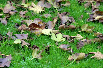 Green brown and yellow fig tree fallen autumn leaves covering uncut grass in local public park on warm sunny autumn day
