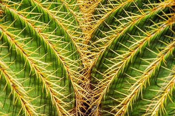 Unique shape of the cactus crown 