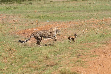 Three Cheetah cubs hunting a baby Thompson gazelle in the plains of Africa during a wildlife safari inside Masai Mara National Reserve