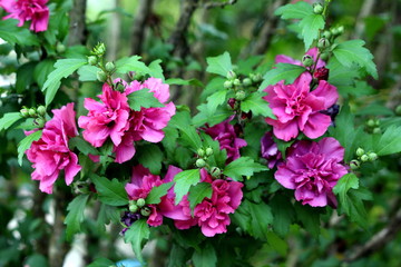 Hibiscus syriacus Freedom or Rose of Sharon Freedom or Syrian ketmia Freedom or Rose mallow Freedom...
