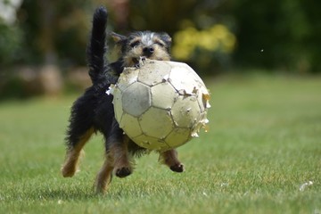 soccer ball on the grass