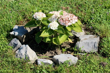 Obraz na płótnie Canvas Hydrangea or Hortensia flowering garden shrub with bunches of small white and light pink flowers with pointy petals surrounded with thick green leaves and decorative rocks growing in local home garden
