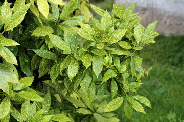 Japanese laurel or Aucuba japonica or Spotted laurel or Gold dust plant or Japanese aucuba dioecious dense upright rounded evergreen shrub plant with lush foliage of leathery opposite broad lanceolate