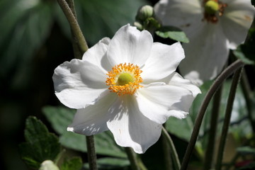 Japanese anemone or Anemone hupehensis or Thimbleweed or Windflower or Chinese anemone or Anemone hybrida flowering plant with open blooming flower containing white sepals and prominent yellow stamens