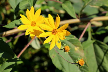 Jerusalem artichoke or Helianthus tuberosus or Sunroot or Sunchoke or Earth apple herbaceous perennial sunflower plant with two bright yellow open blooming flowers and closed flower buds