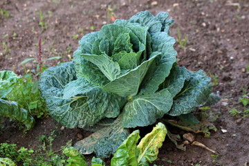 Naklejka premium Kale or Leaf cabbage hardy cool season annual green vegetable plant with large dark green edible leaves growing in local home garden surrounded with wet soil and other green vegetables on warm sunny