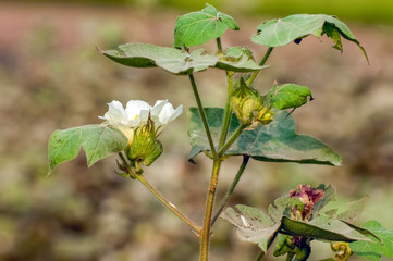 Flowers on the cotton plant 