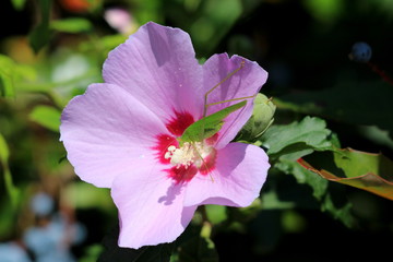 Large light green grasshopper on top of Hibiscus syriacus or Rose of Sharon or Syrian ketmia or Rose mallow or St Josephs rod flowering hardy deciduous shrub plant open blooming violet and dark red