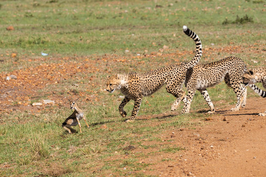 Three Cheetah cubs hunting a baby Thompson gazelle in the plains of Africa during a wildlife safari inside Masai Mara National Reserve