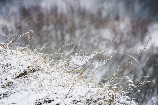 Dry grass in the field and snowfall-the concept of winter weather. Natural landscape.