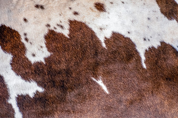 Hairy pattern of the fur