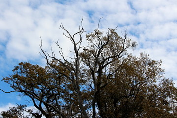 Large old tall dried barren tree in front of other trees filled with small brown leaves growing in local forest on cloudy blue sky background