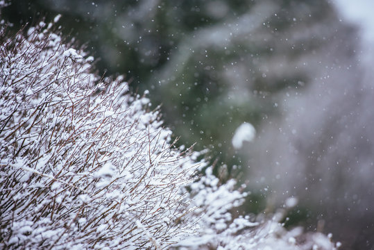 Snowfall is in the winter forest-natural landscape close-up.