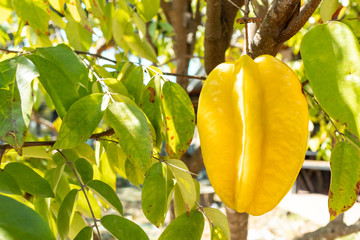Fresh starfruit or star apple hanging on a branch of tree