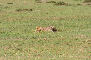 A cheetah feeding on a fresh kill of a baby Gazelle in the plains of Masai Mara National Reserve during a wildlife safari