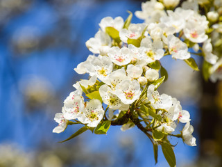 Blooming wild pear in the garden