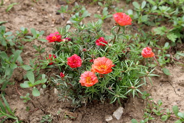 Moss rose or Portulaca grandiflora or Rose moss or Ten oclock or Mexican rose or Vietnam rose or Sun rose or Rock rose or Moss rose purslane fast growing annual plant with closed flower buds and open 