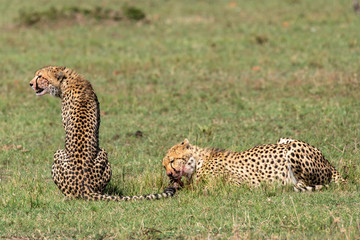 A cheetah feeding on a fresh kill of a baby Gazelle in the plains of Masai Mara National Reserve during a wildlife safari