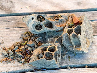 Break a hornet's nest of clay.