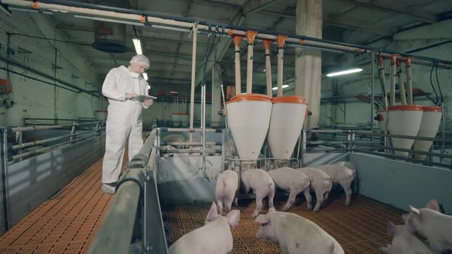 Male farmer is examining pigs in the hog-raising farm