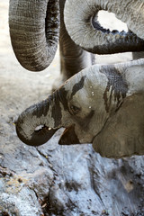 Baby elephant in Mana Pools National Park, Zimbabwe