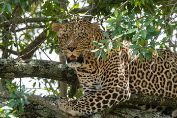 Fototapeta na wymiar A male leopard sitting on a tree inside Masai Mara National Reserve during a wildlife safari