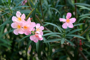 Oleander or Nerium oleander shrub plant with open blooming light pink flowers surrounded with...
