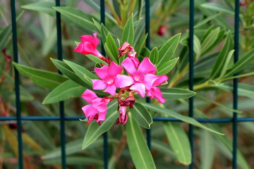Oleander or Nerium oleander shrub plant with open blooming pink flowers growing through wire fence...
