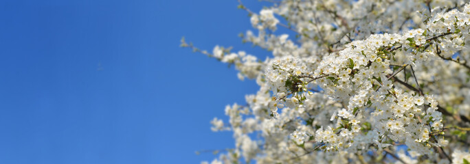 white flowers booming on the branch of a tree in springtime on blue sky with copy space at the left - Powered by Adobe