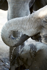 Elephant in Mana Pools National Park, Zimbabwe