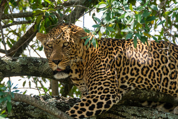 A male leopard sitting on a tree inside Masai Mara National Reserve during a wildlife safari