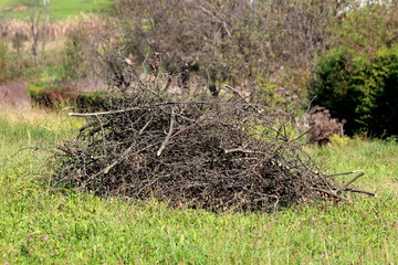 Pile of dry barren branches cut from large tree left in local home garden surrounded with uncut grass and other plants on warm sunny autumn day