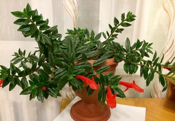 flowers in a vase on table