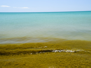 Coastal sea waves. Seawater with seaweed. Coastal algae. Sea bea