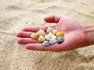 Cockleshells in a hand.