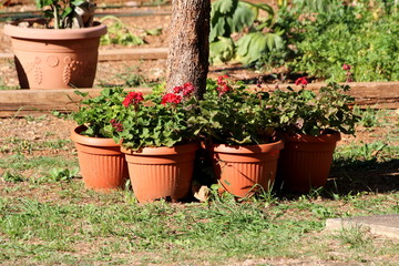 Plastic flower pots filled with Pelargonium Geranium open blooming red flowers arranged in circles around old tree in local home garden on warm sunny summer day