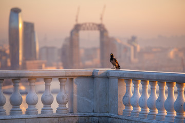 A crow sits on a marble border in a mountain park in Baku