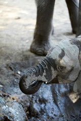 Obraz premium Baby elephant in Mana Pools National Park, Zimbabwe