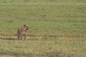 Fototapeta na wymiar A lioness walking in the plains of Africa inside Masai Mara National Reserve during a wildlife safari