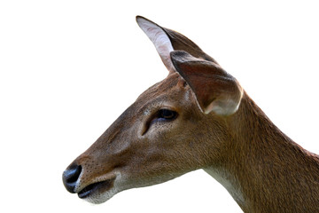 Eld's deer, Thamin, Brow-antlered deer  on a white background,with clipping path