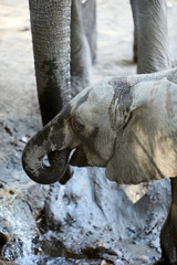 Fototapeta premium Baby elephant in Mana Pools National Park, Zimbabwe