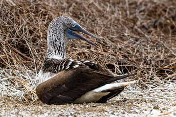 Blue-footed Booby (sula nebouxii) on Isla de la Plata, Ecuador