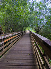 Fototapeta premium Walking bridge in swampy wetlands